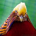 slides/IMG_1518.jpg golden, pheasant, bird, wildlife, plumage, display, feather, colour, bird park, kuala lumpur, malaysia SEAK17 - Golden Pheasant, Bird Park, Kuala Lumpur, Malaysia